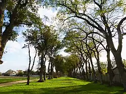 L'allée des 178 tilleuls, plantés en 1741, menant au château.