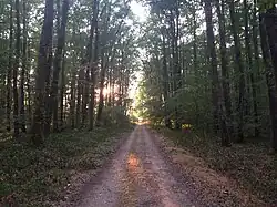 forêt de Moladier