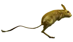 Grande Gerboise