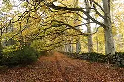 Une forêt de hêtres près du col de la Moreno, au sud-est de Ceyssat.