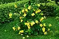 Pied d’Allamanda cathartica