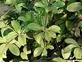 Feuillage d’Allamanda cathartica