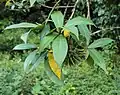 Fruit d’Allamanda cathartica