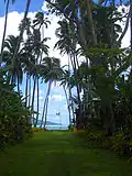 Allée de cocotiers