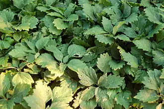 Description de l'image Alleghany Pachysandra Pachysandra procumbens Plants 3008px.JPG.