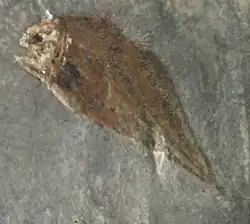 Allenypterus montanus (Hadronectoridae)