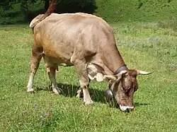 Braunvieh