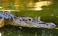 Alligator d'Amérique.