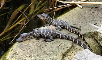 Alligators juvéniles.