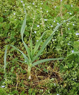 Description de l'image allium-poly1.jpg.