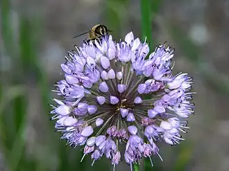 Allium senescens
