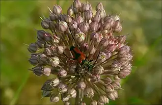 Description de l'image Allium_corsicum.jpg.