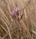 Fleur près des falaises de Dingli