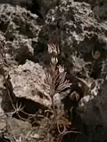 plante près de Għajn Tuffieħa
