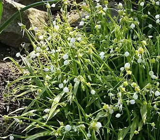 Description de l'image Allium paradoxum 01.jpg.