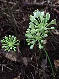 Fleur d'Alluim tricoccum sauvage dans le Chesapeake & Ohio Canal National Historic Park, Montgomery county Maryland, USA.