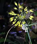 Allium flavum (jaune) et Allium carinatum (violet)