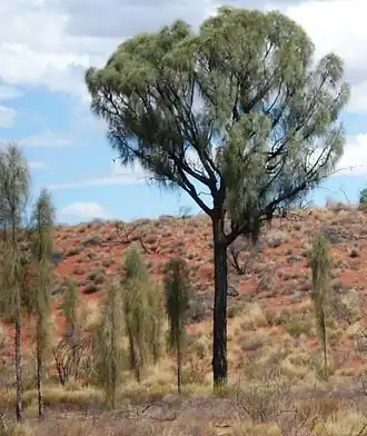 Description de l'image Allocasuarina decaisneana.JPG.