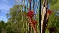 Fleurs femelles.