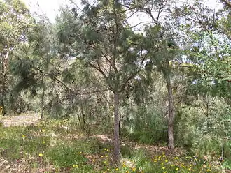 Description de l'image Allocasuarina distyla tree 1.jpg.