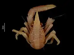 Allogalathea babai.
