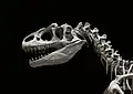 Crâne d'Allosaurus avec ses grandes fenêtres antéorbitaires.