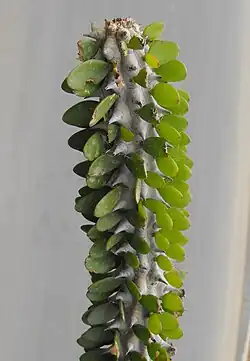 Alluaudia procera