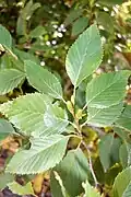 Alnus firma