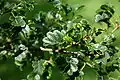 Alnus glutinosa 'Incisa’.