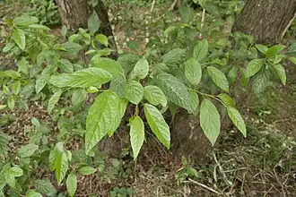 Alnus japonica