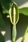 Inflorescence