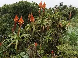 Groupe (Mont Gorongosa, Mozambique)