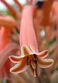 Gros plan d'une fleur ouverte.