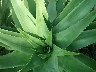 Aloe percrassa (de).