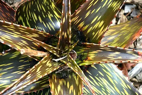 Aloe pirottae (de).