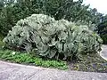 Buisson de Kumara
