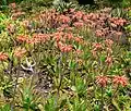 Plantation en massif, avec floraison "tapissante".