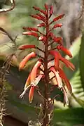 Détail d'une inflorescence