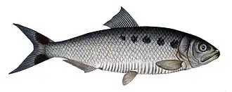 Alosa alosa.