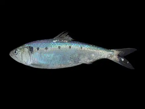 Photographie d'un poisson bleuté sur fond noir.