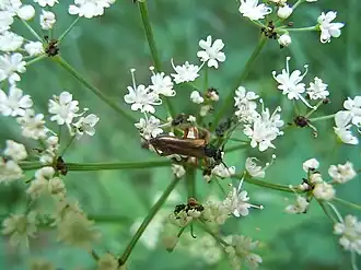 Alosterna tabacicolor (DeGeer, 1775)