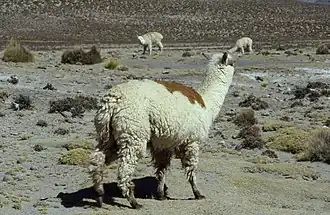 Alpaga Huacaya près d'Arequipa, au Pérou.