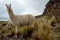 Deux alpagas sur un site funéraire inca au Pérou.
