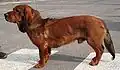 Basset des Alpes rouge-cerf.