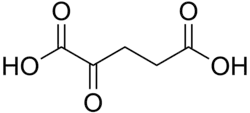 Acide α-cétoglutarique