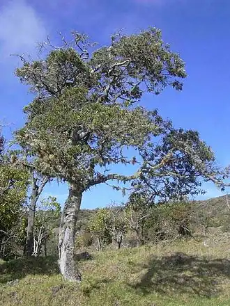 Description de l'image Alphitoniaponderosa1web.jpg.