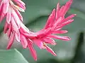 Inflorescence