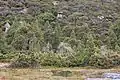 Végétation alpine dans le parc national de Cradle Mountain, où se trouve G. hispida