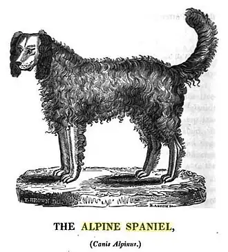 Épagneul alpin.