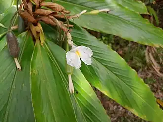 Description de l'image Alpinia-arctiflora-SF23026-03.jpg.